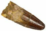 Fossil Spinosaurus Tooth - Real Dinosaur Tooth #353027-1